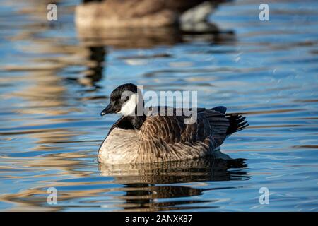 Cackling goose (Branta hutchinsii) resting in roosting pond Colorado, USA 2020 Stock Photo