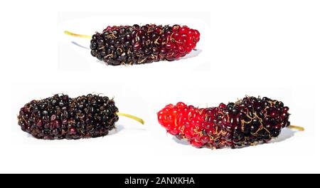 Three Mulberries isolated on white background,, Red and purple color, The red and dark purple color of the mulberry fruit Stock Photo
