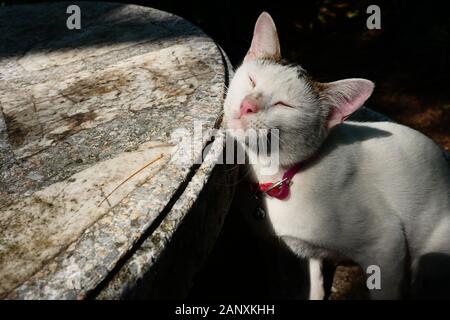 White and gray domestic short hair cat rubbing his cheek against a concrete table, The cat's eyes closed with a red collar on black color background Stock Photo