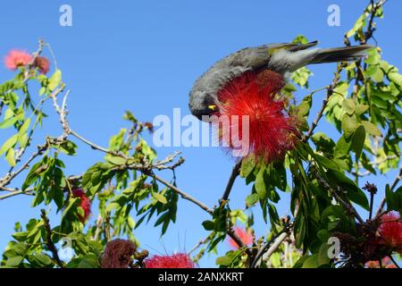 Noisy miner bird, scientific name Manorina melanocephala, feeding on the nectar of a red calliandra flower Stock Photo