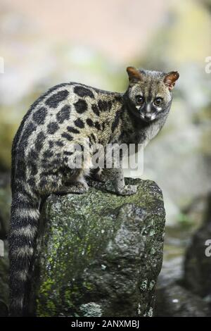 Rare and elusive Genet cat in very low Night  light at Aberdare National Park, Kenya, Africa Stock Photo