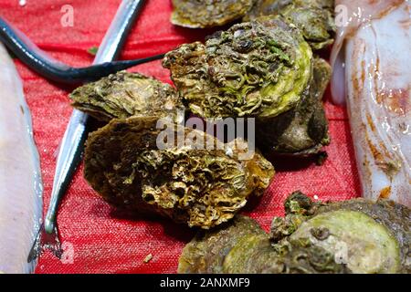 Fresh shell oysters at the Fish Market. oysters on fish counter Stock Photo