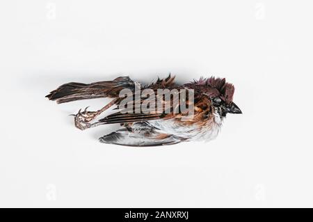 Dead house sparrow mummification body with feather, beak and skull detail after decomposed Stock Photo