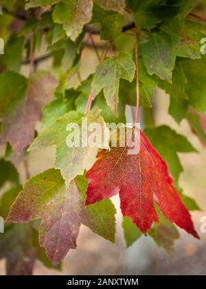 Red Maple (Acer Rubrum), Hall County, Georgia. Leaves of the Red Maple in autumn colored foliage. The Red Maple (Acer Rubrum) is one of the most commo Stock Photo