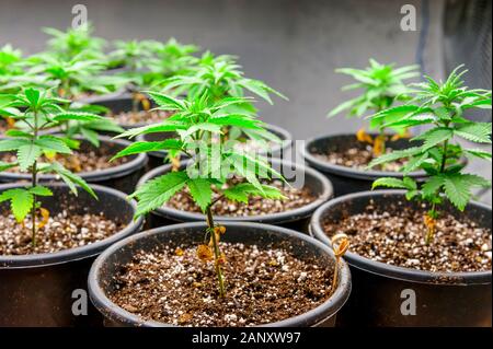 Medical marijuana cultivation under T5 flourescent grow lights. Stock Photo