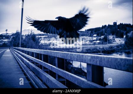 Raven, Corvus corax, landing on bridge railing. Mount Edgecumbe and Japonski Island in the background in Sitka, Alaska, USA Stock Photo