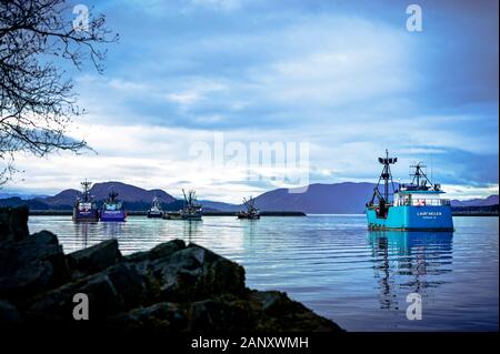 Commercial fishing tender boats anchored in Sitka harbor during the Sitka Sound sac roe herring fishery in Sitka, Alaska, USA. Stock Photo