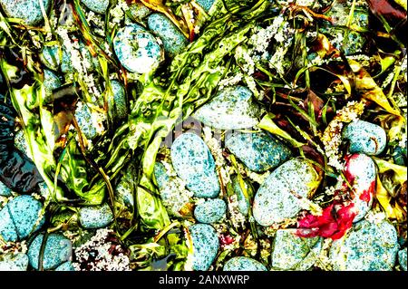 Herring eggs, kelp and beach stones on the shores of Sitka Sound near Sitka, Alaska, USA. Stock Photo