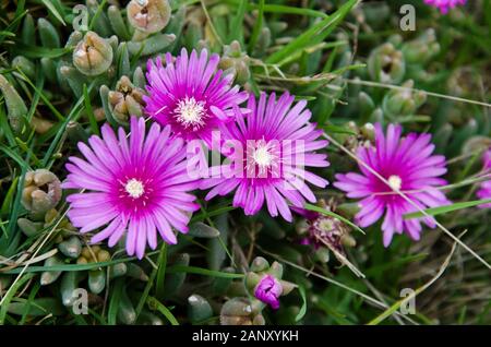 Trailing ice plant, lampranthus spectabilis; beautifully flowered in spring Stock Photo