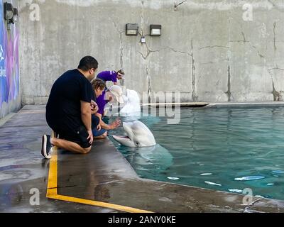 Orlando,FL/USA-1/17/20: A man and woman educating visitors Beluga Whales at SeaWorld Orlando. Stock Photo