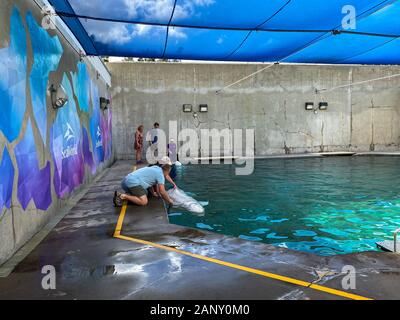 Orlando,FL/USA-1/17/20: A man and woman educating visitors Beluga Whales at SeaWorld Orlando. Stock Photo