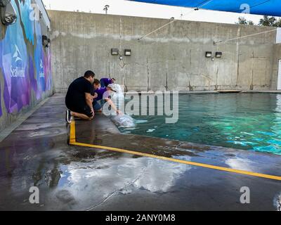 Orlando,FL/USA-1/17/20: A man and woman educating visitors Beluga Whales at SeaWorld Orlando. Stock Photo