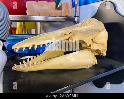 Skull of Beluga or white whale (Delphinapterus leucas) in the Hudson ...