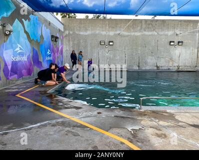 Orlando,FL/USA-1/17/20: A man and woman educating visitors Beluga Whales at SeaWorld Orlando. Stock Photo