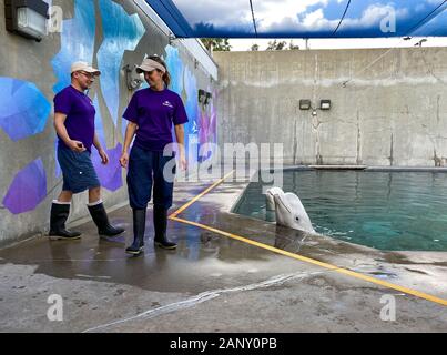 Orlando,FL/USA-1/17/20: A man and woman educating visitors Beluga Whales at SeaWorld Orlando. Stock Photo