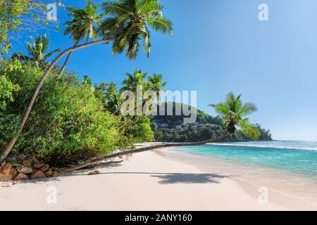 Beautiful coco palms on Anse Takamaka beach, Mahe island, Seychelles Stock Photo