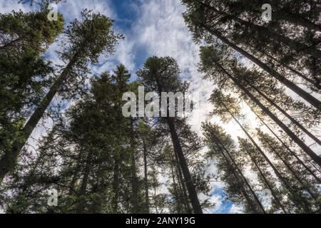 Redwood forest, sequoia trees at sunset Stock Photo