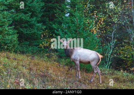 Female elk near Clam Lake in northern Wisconsin. Stock Photo