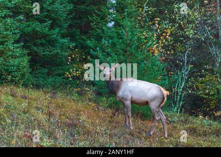 Female elk near Clam Lake in northern Wisconsin. Stock Photo