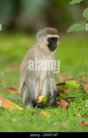 Vervet Monkey eating food from forest floor near lake Naivasha, Kenya, Africa Stock Photo