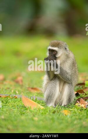 Vervet Monkey eating food from forest floor near lake Naivasha, Kenya, Africa Stock Photo