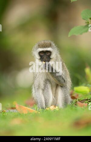 Vervet Monkey eating food from forest floor near lake Naivasha, Kenya, Africa Stock Photo