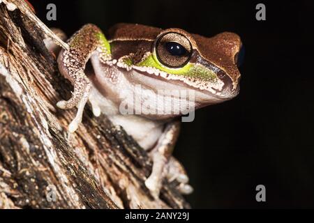 Blue Mountains Tree Frog Stock Photo