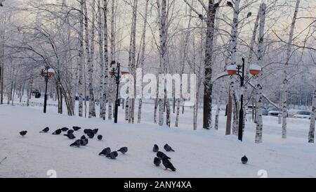 Pigeons are sitting in the snow. Winter trees are covered with hoarfrost. Wonderful winter scene Stock Photo