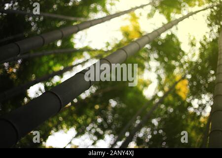 selective focus bamboo trunk shooting into the sky with bamboo forest background. eco friendly bamboo forest background for environmental awareness an Stock Photo