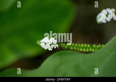 A flower, sometimes known as a bloom or blossom, is the reproductive structure found in flowering plants. Stock Photo