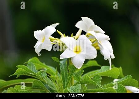 A flower, sometimes known as a bloom or blossom, is the reproductive structure found in flowering plants . Stock Photo