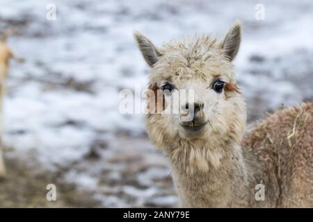 Close up of White Alpaca Looking Straight Ahead. Beautiful llama farm animal at petting zoo. Stock Photo