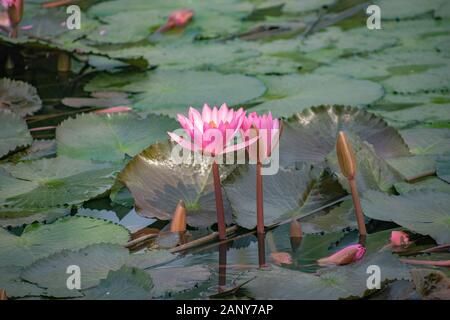 Nelumbo nucifera, also known as Indian lotus, sacred lotus, bean of India, Egyptian bean, or simply lotus. It is often colloquially called a water lily Stock Photo