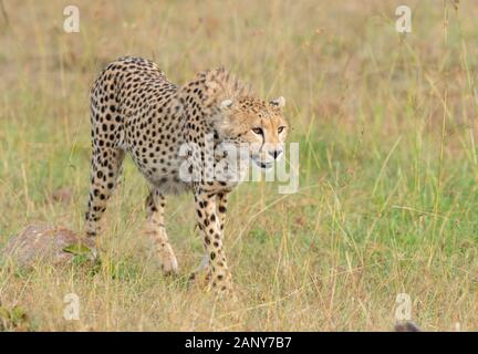 Cheetah stalking on a prey seen at Masai Mara, Kenya, Africa Stock Photo