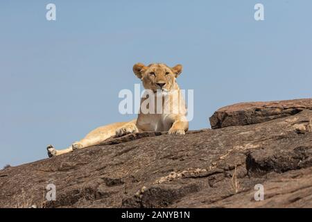Lioness resting on a rock seen at masai Mara, Kenya, Africa Stock Photo
