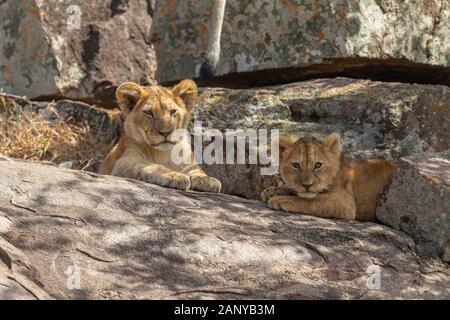 Two Little lion cubs resting in a shadow on rock seen at masai Mara, Kenya, Africa Stock Photo