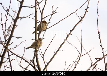 Two sparrows sitting on branch at snowy day. Stock Photo