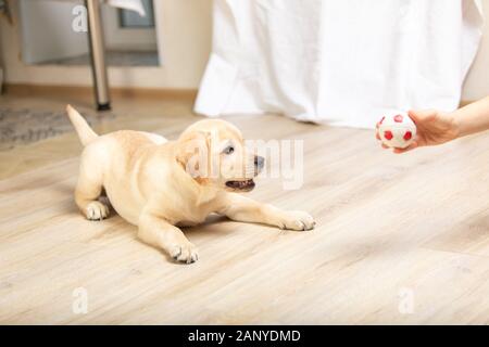 Dog playing in game with man close up. Labrador puppy plays with its owner. Stock Photo