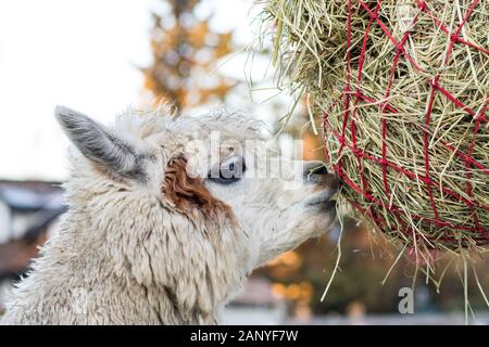 Cute alpaca eating hay. Beautiful llama farm animal at petting zoo. Stock Photo