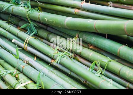 pile of bamboo trees close up in a chinese forest Stock Photo