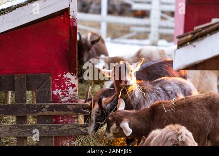 Group Of Cute Dwarf Goats Eating Hay By The Barn Beautiful Farm