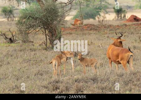 Family of african antelope protecting cubs in the middle of the savannah. Stock Photo