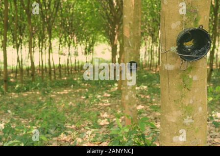 Portrait Of Rubber Tree Plantation In Thailand Stock Photo