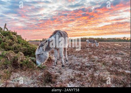 Bramble Hill, Bramshaw, New Forest, Hampshire, UK, 20th January 2020, Weather. Donkeys at dawn. A hard frost in the countryside overnight and in the morning. A high pressure area has raised the hectopascal gauge to 1050 hectopascals, the highest atmospheric pressure for 30 years or more. The resulting settled weather conditions have allowed the temperature to fall to -5. Credit: Paul Biggins/Alamy Live News Stock Photo