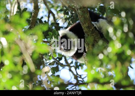 Low angle shot of an indri ( a kind of primate) among the branches of a tree Stock Photo