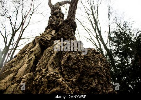 interesting tall tree bark on a winter day Stock Photo