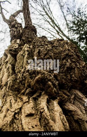 interesting tall tree bark on a winter day Stock Photo
