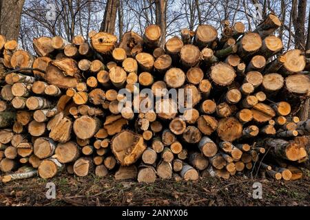 Big pile of freshly cut birch trees in the forest Stock Photo