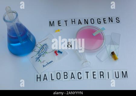 methanogens scientific name