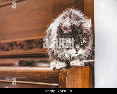 Cute, charming kitten on a white background Stock Photo